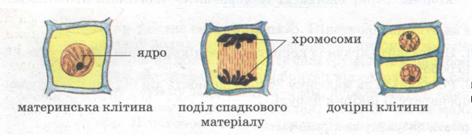 Поділ рослинної клітини фото