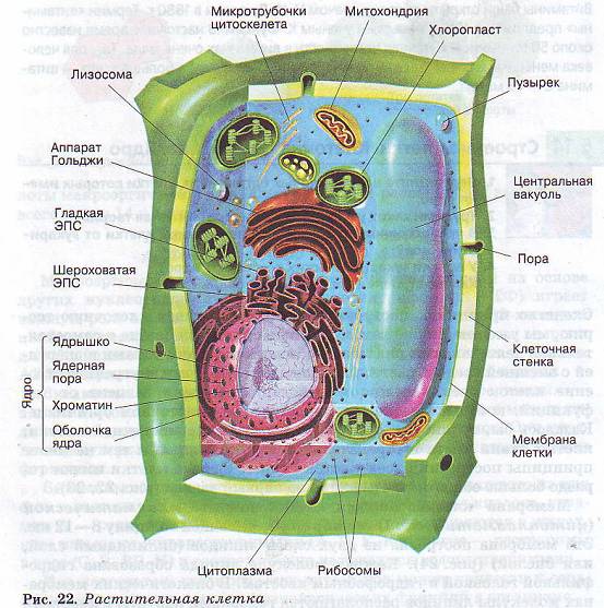 Растительная клетка