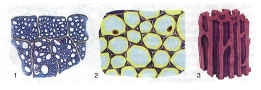 Мал. 28. Основна (1) механічні (2, 3) тканини.jpg