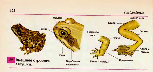 Внешнее строение лягушки