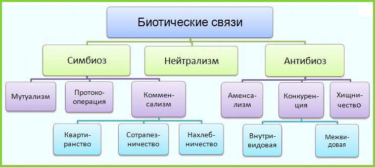 Біотичні зв'язки