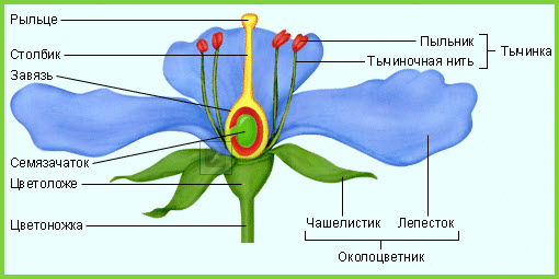 Загальна будова квітки