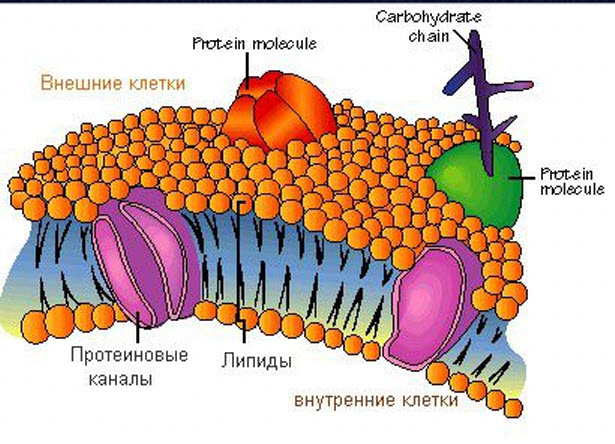 Плазмолема