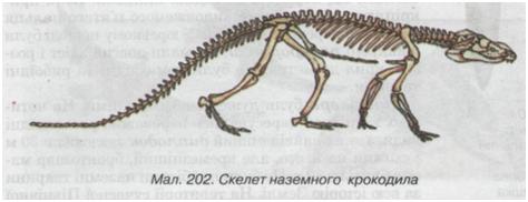 Скелет крокодила