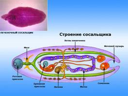 Будова печінкового сисуна