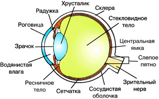 строение зрительного анализатора. фото