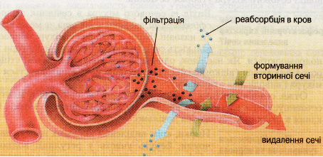 Механізм утворення сечі