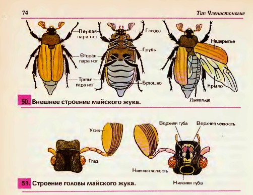 Майский жук