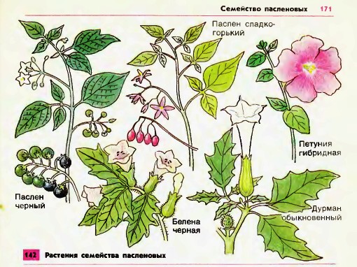 Семейство пасленовых