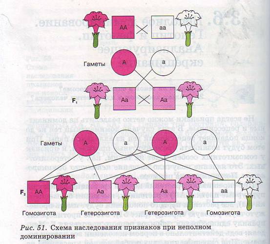 Неполное доминирование