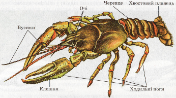 Будова річкового рака