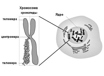 Будова хромосоми