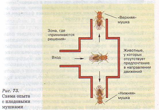 Изменчивость характера поведения мушек