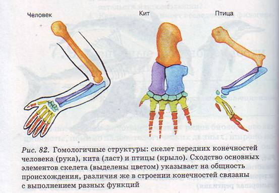 Гомология и аналогия