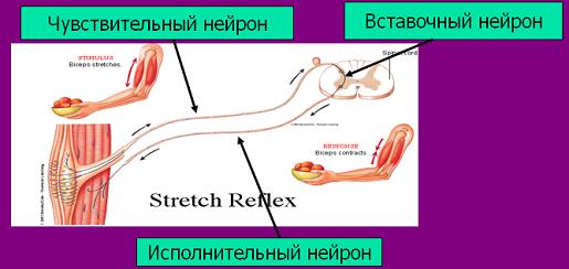 307-biol9-tema77-prez1.jpg