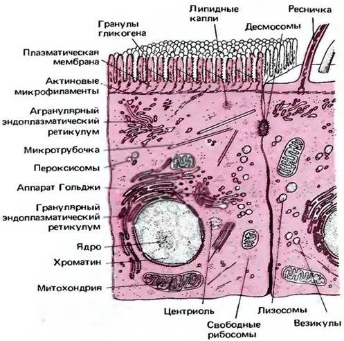 Bio10 17 2.jpg