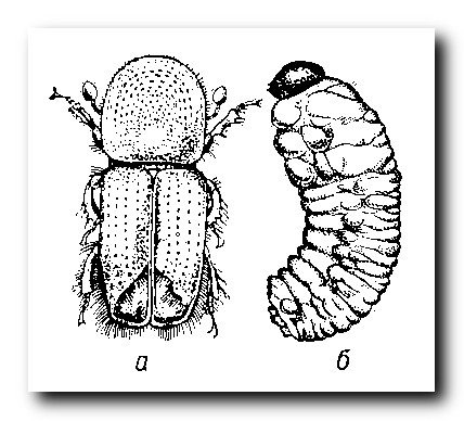 Жуки-короеды.