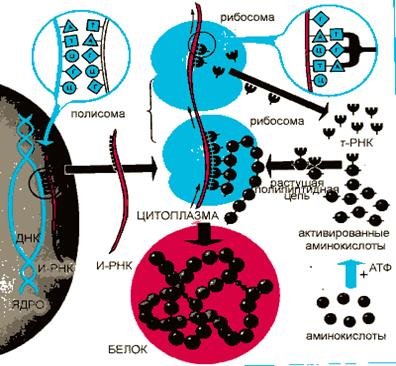Схема біосинтезу білка