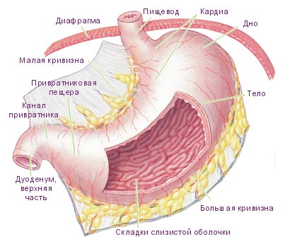 строение желудка. фото