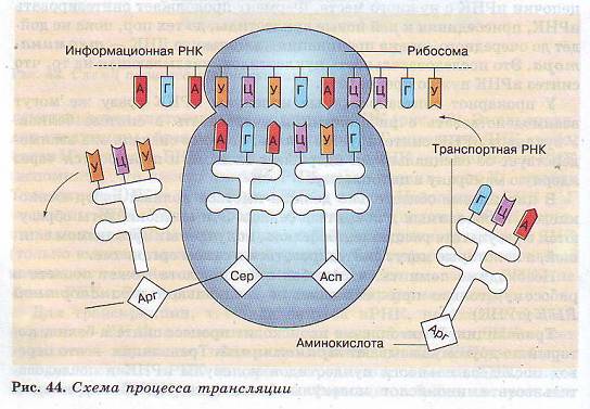 Трансляция