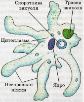 Будова клітини найпростіших