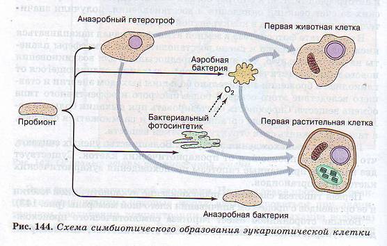 Гипотезы происхождения эукариот.