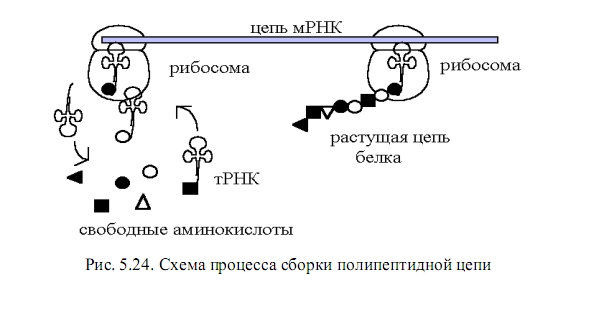 полиептидная цепь