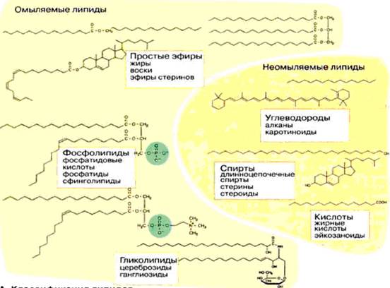 Класифікація ліпідів
