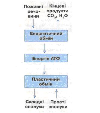 Схема взаємозв'язку пластичного та енергетичного обмінів