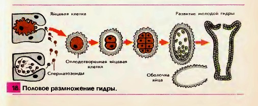 Размножение гидры