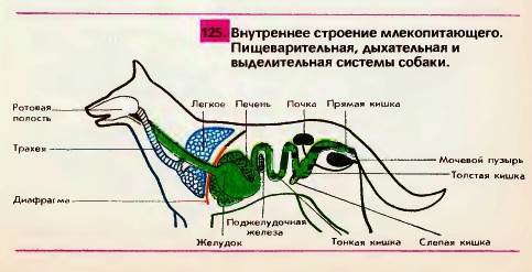 Внутреннее строение млекопитающих на примере домашней собаки