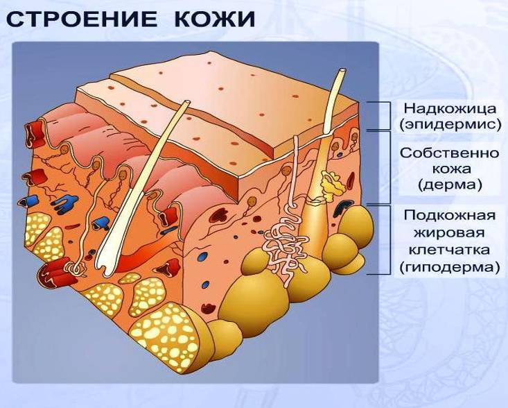 схема строения кожи. фото