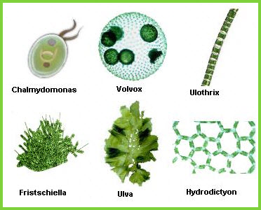 Водорості - такі різні