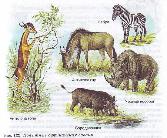 Копытные африканских саванн