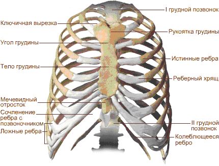 скелет