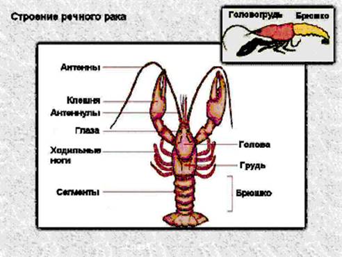 Будова річкового раку