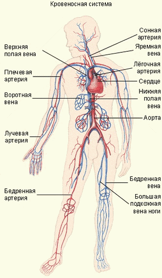 Кровеносная система