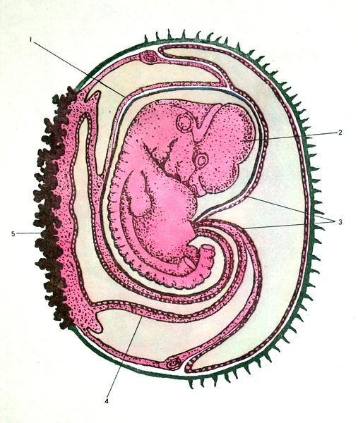 Біологія 8 клас, тема 52, рис. 2.jpg