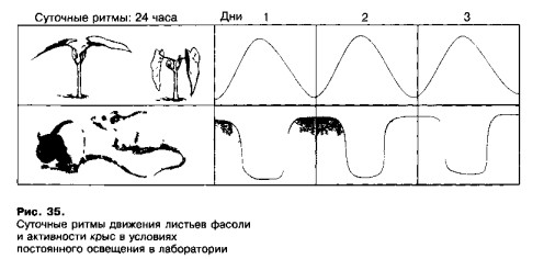 Суточные ритмы движения листьев фасоли