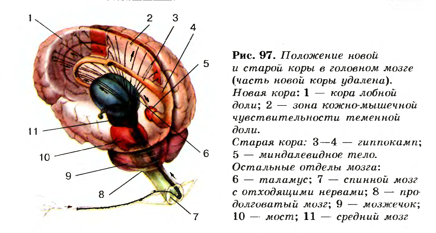 Положение новой и старой коры головного мозга