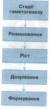 Стадії гаметогенезу