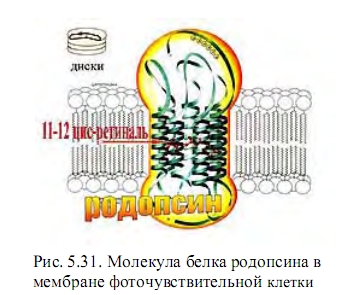 молекула белка