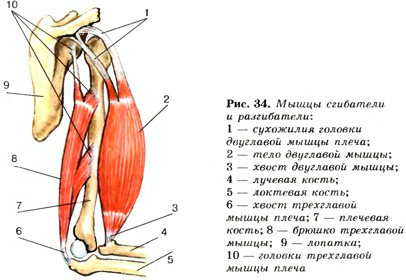 Мышцы сгибатели и разгибатели