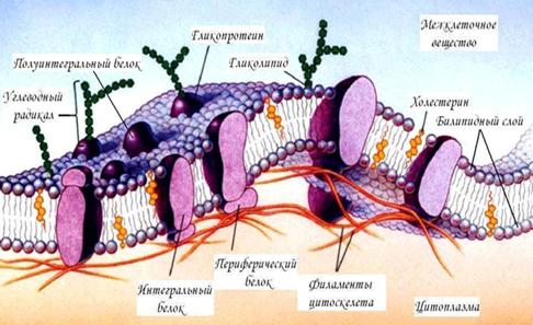 Bio10 14 1.jpg