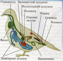 Внутрішня будова птаха