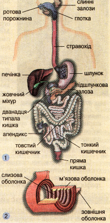 Будова травного тракту (1). Будова стінки травного каналу (2)
