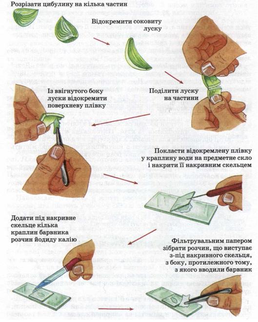 Виготовлення мікропрепарату із шкірки цибулі фото
