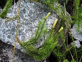 Lycopodium annotinum biol7.jpg