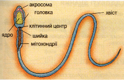 Будова сперматозоїда