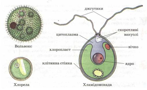 Одноклітинні зелені водорості. фото